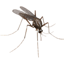 Выведение комаров